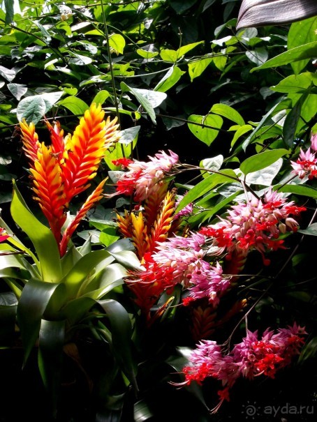 Моё путешествие на Искью 