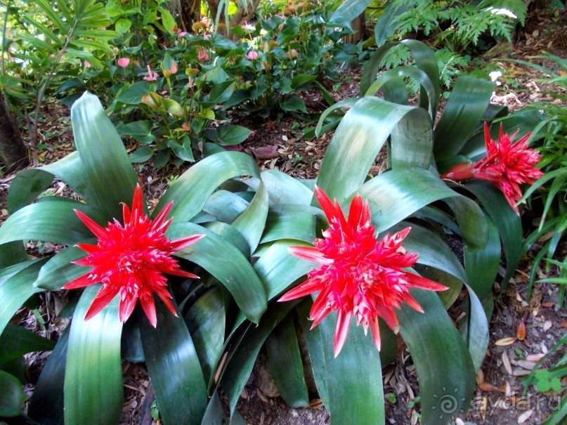 Моё путешествие на Искью 