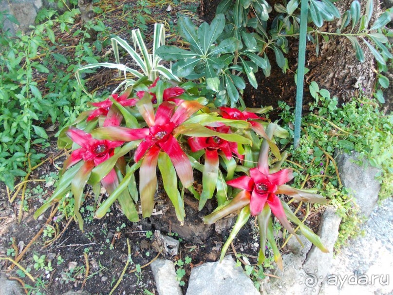 Моё путешествие на Искью 