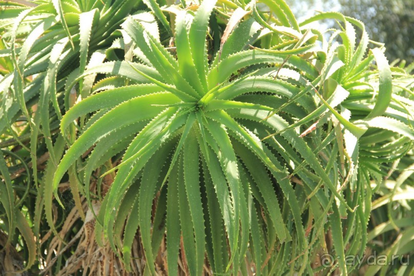 Моё путешествие на Искью 