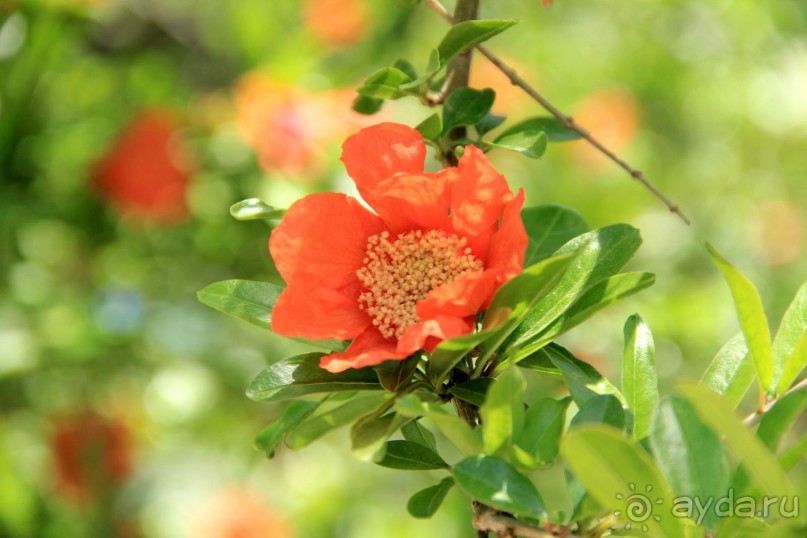 Моё путешествие на Искью 