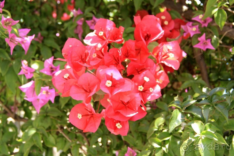 Моё путешествие на Искью 