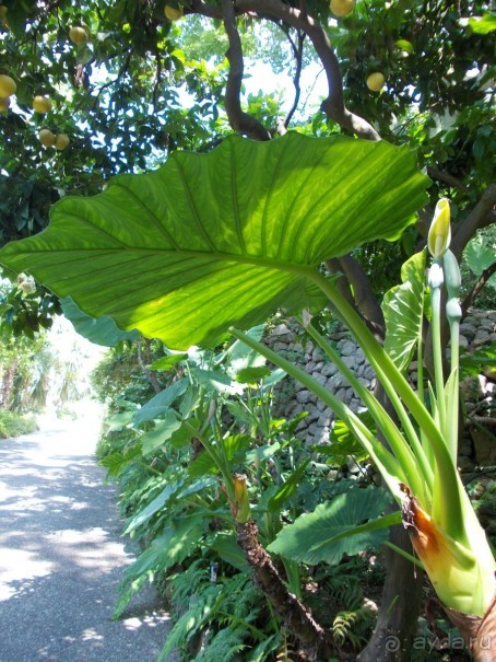 Моё путешествие на Искью 