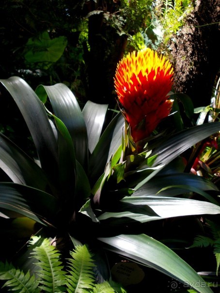 Моё путешествие на Искью 