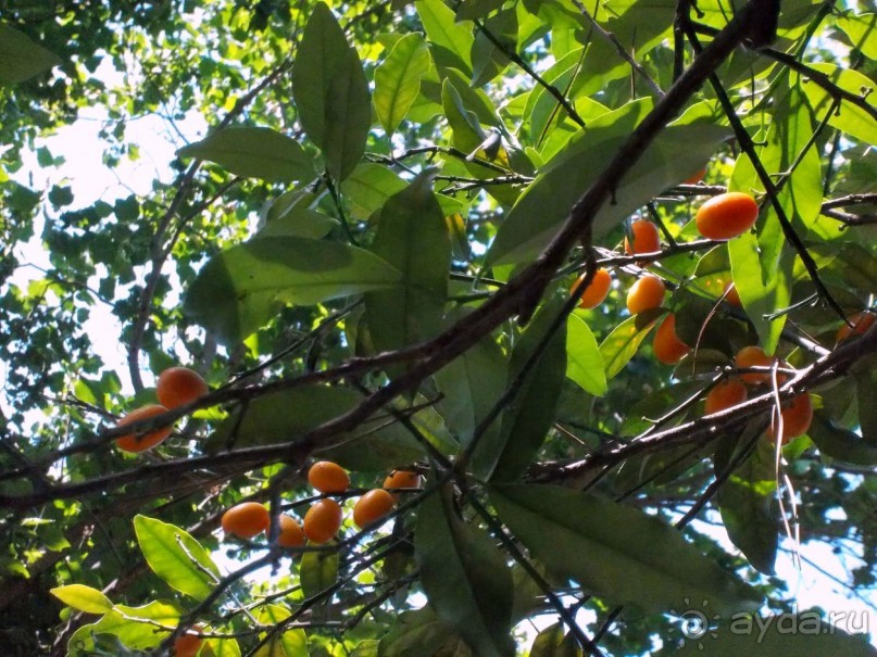 Моё путешествие на Искью 