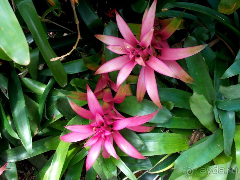 Моё путешествие на Искью 