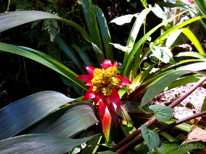 Моё путешествие на Искью 