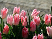 Государственный музей Амстердама - начало всех дорог по Голландии