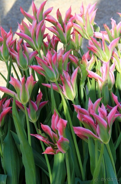 Государственный музей Амстердама - начало всех дорог по Голландии