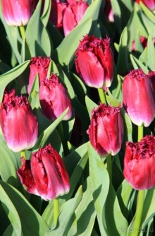 Государственный музей Амстердама - начало всех дорог по Голландии