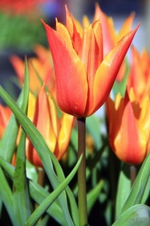 Государственный музей Амстердама - начало всех дорог по Голландии