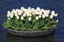 Государственный музей Амстердама - начало всех дорог по Голландии