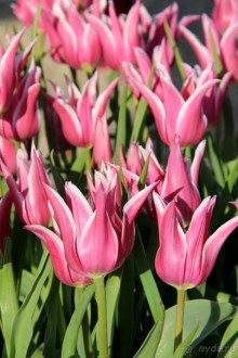 Государственный музей Амстердама - начало всех дорог по Голландии