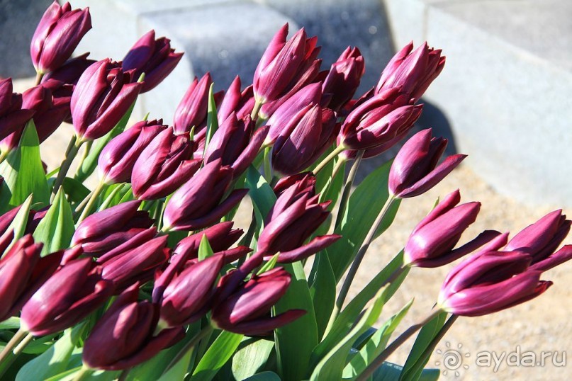 Государственный музей Амстердама - начало всех дорог по Голландии