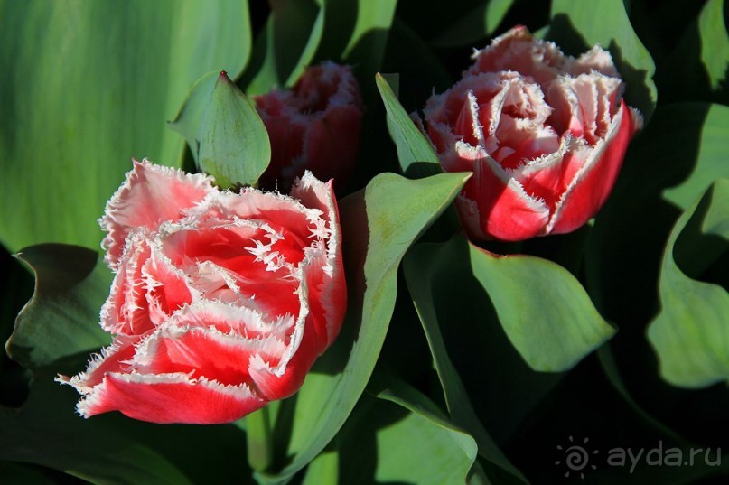 Государственный музей Амстердама - начало всех дорог по Голландии