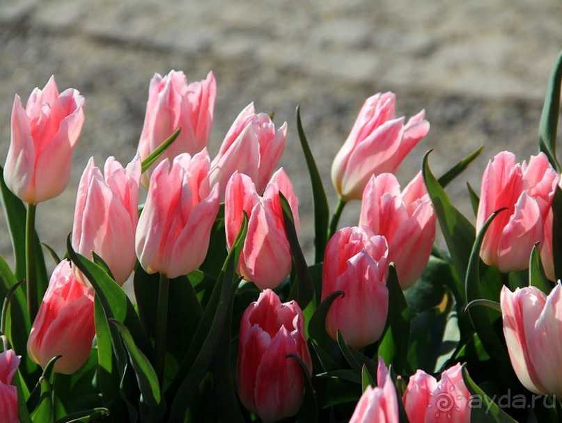 Государственный музей Амстердама - начало всех дорог по Голландии