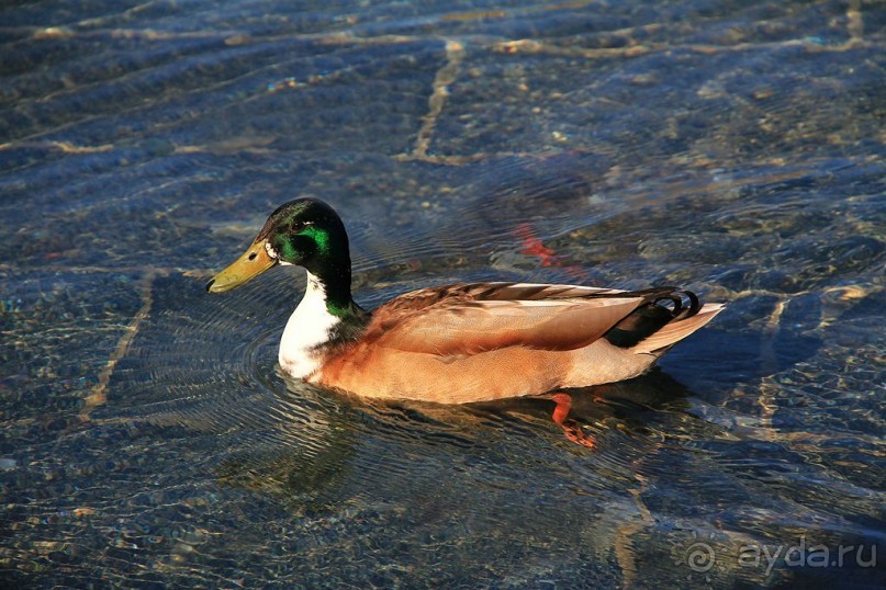 Государственный музей Амстердама - начало всех дорог по Голландии