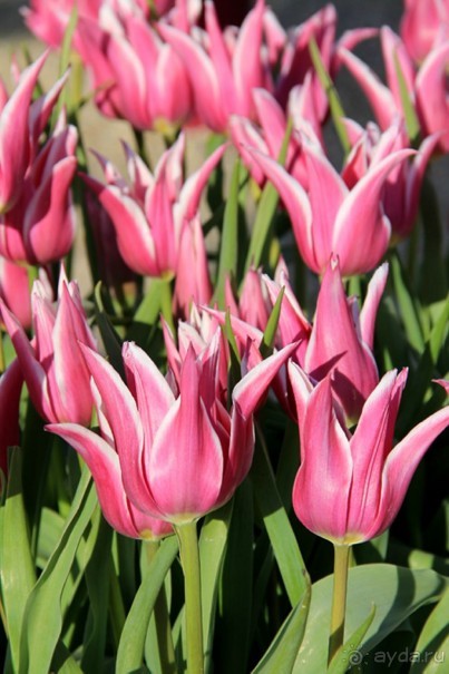 Государственный музей Амстердама - начало всех дорог по Голландии