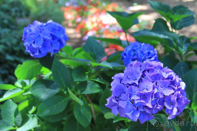 Вилла Сан Микеле