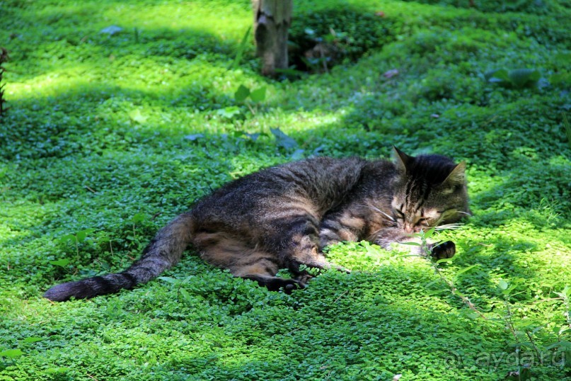 Вилла Сан Микеле