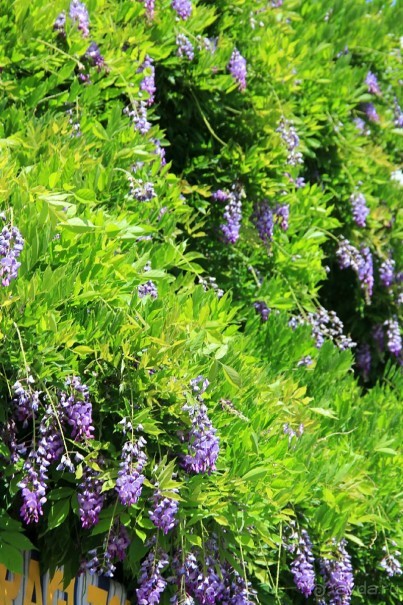 Самостоятельная поездка с острова Искья на остров Капри