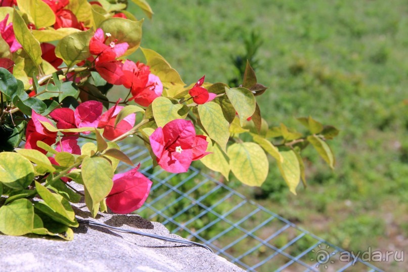 Самостоятельная поездка с острова Искья на остров Капри