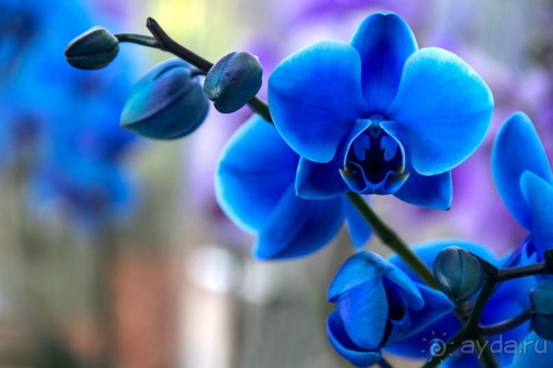 Самостоятельная поездка в Кёкенхоф с комбинированным билетом.