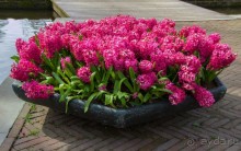 Самостоятельная поездка в Кёкенхоф с комбинированным билетом.