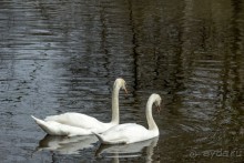 Самостоятельная поездка в Кёкенхоф с комбинированным билетом.