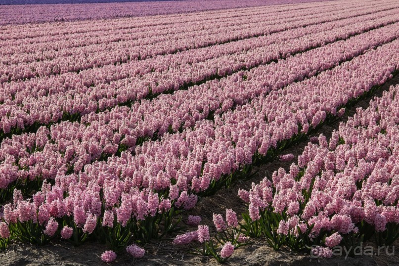 Самостоятельная поездка в Кёкенхоф с комбинированным билетом.