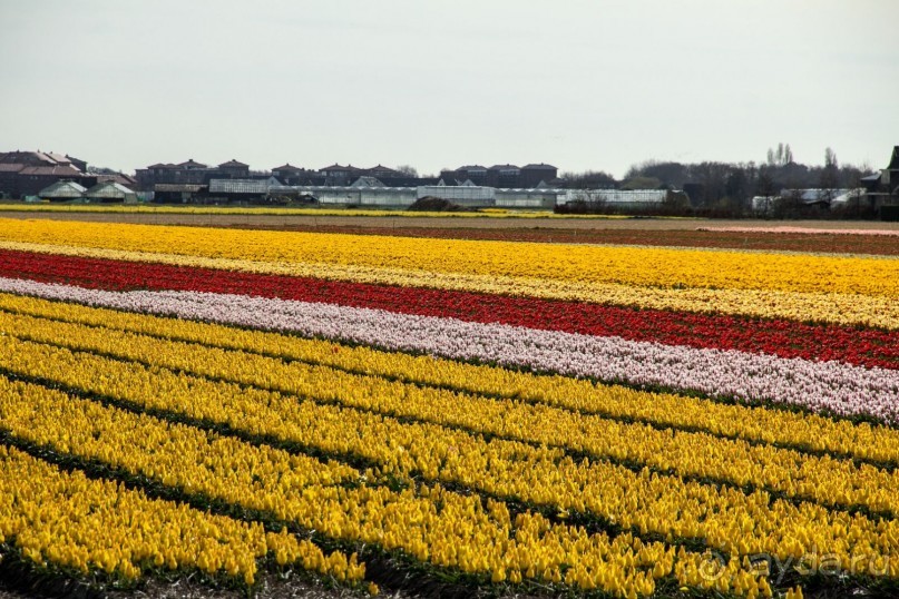 Самостоятельная поездка в Кёкенхоф с комбинированным билетом.