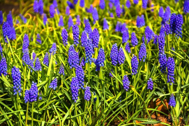 Самостоятельная поездка в Кёкенхоф с комбинированным билетом.