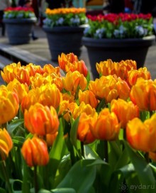 Самостоятельная поездка в Кёкенхоф с комбинированным билетом.