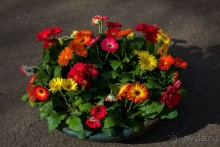 Самостоятельная поездка в Кёкенхоф с комбинированным билетом.