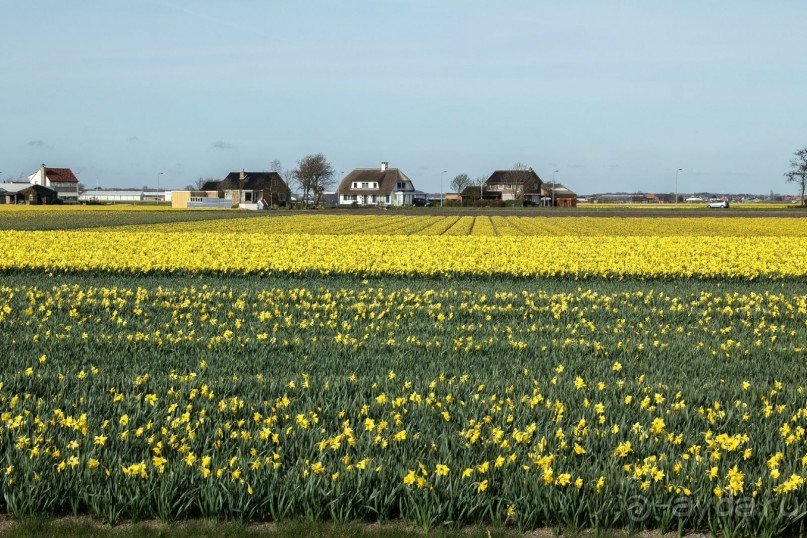 Самостоятельная поездка в Кёкенхоф с комбинированным билетом.