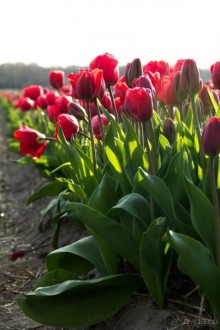 Самостоятельная поездка в Кёкенхоф с комбинированным билетом.