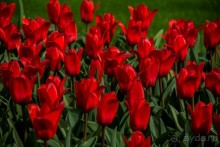 Самостоятельная поездка в Кёкенхоф с комбинированным билетом.