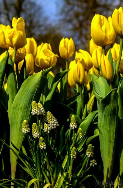 Самостоятельная поездка в Кёкенхоф с комбинированным билетом.