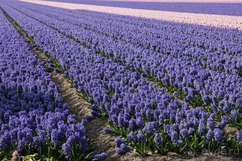 Самостоятельная поездка в Кёкенхоф с комбинированным билетом.