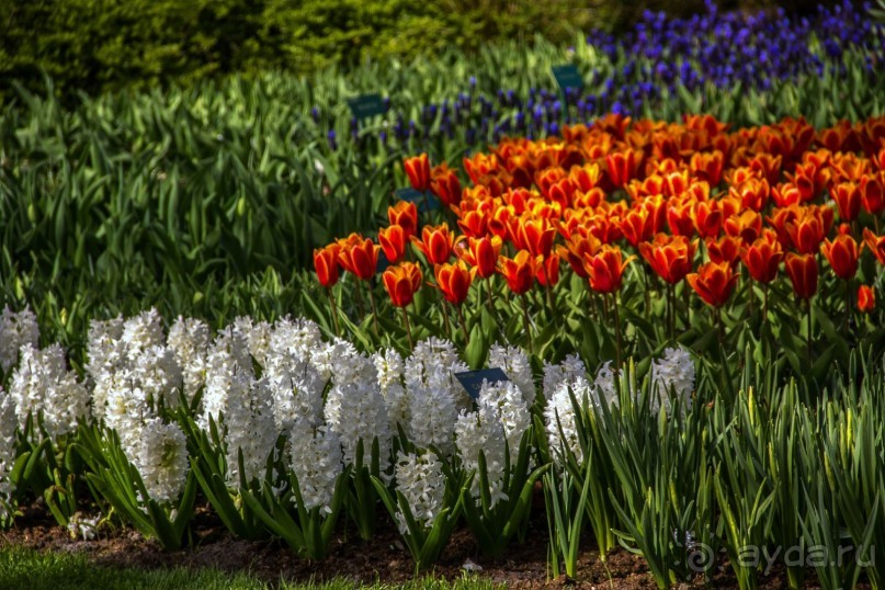 Альбом отзыва "Самостоятельная поездка в Кёкенхоф с комбинированным билетом."