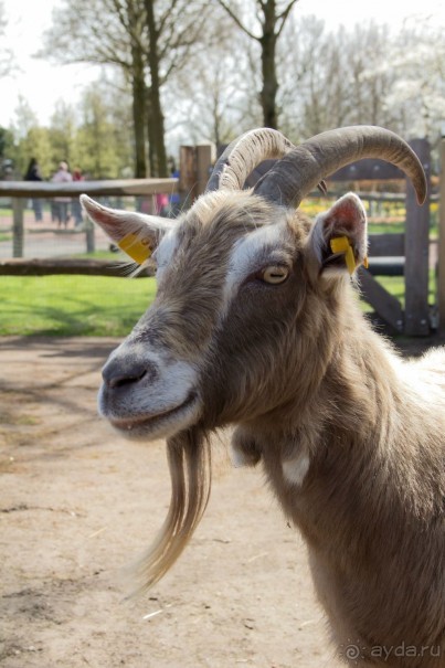 Самостоятельная поездка в Кёкенхоф с комбинированным билетом.
