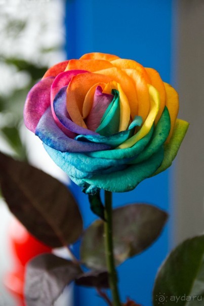 Самостоятельная поездка в Кёкенхоф с комбинированным билетом.