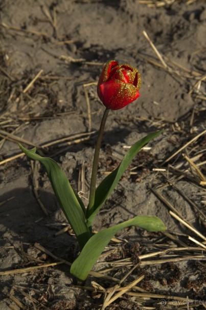 Самостоятельная поездка в Кёкенхоф с комбинированным билетом.
