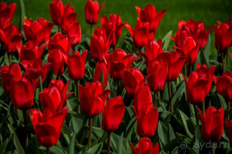 Самостоятельная поездка в Кёкенхоф с комбинированным билетом.