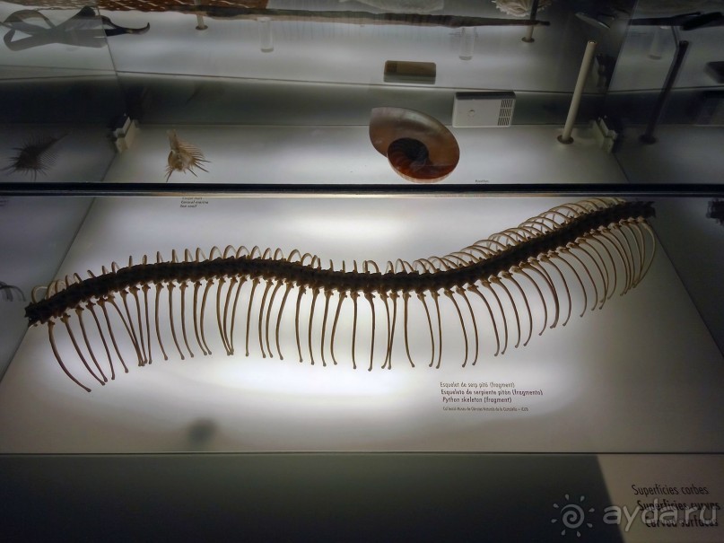 Барселона. Музеи: Дом Мила (Каменоломня) и Дом Бальо (обзор).