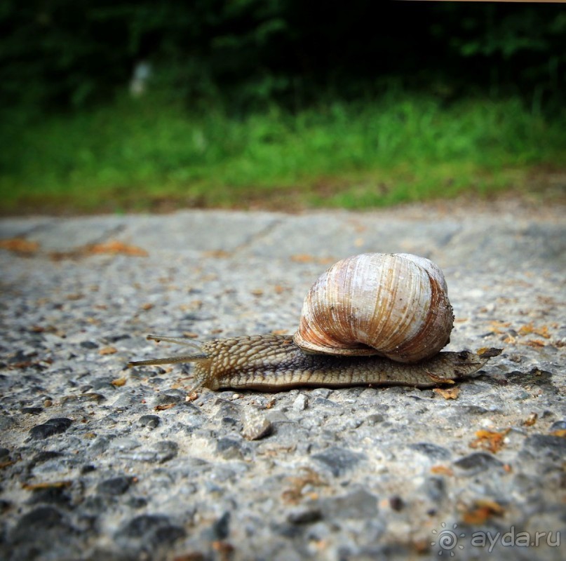 Бавария. Фюссен. Удивительно, но случается. Часть третья. Фауна. (Змея).