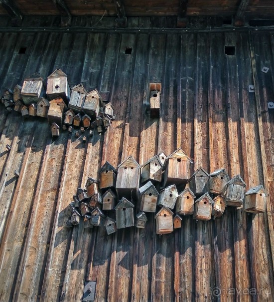 Бавария. Фюссен. Удивительно, но случается. Часть третья. Фауна. (Змея).