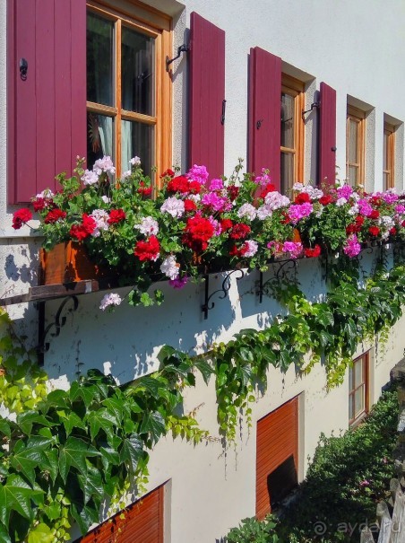 Альбом отзыва "Бавария. Фюссен. Удивительно, но случается. Часть третья. Фауна. (Змея)."