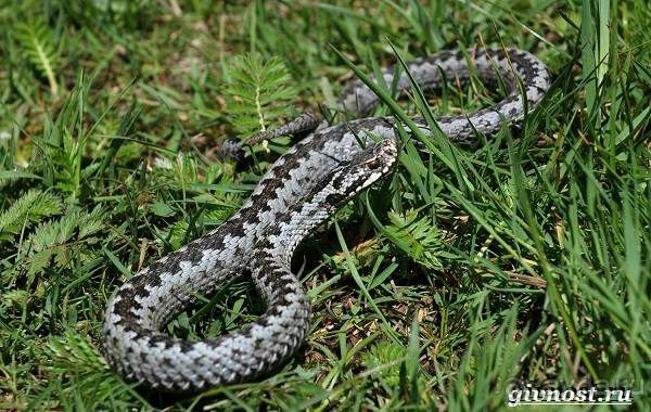 Альбом отзыва "Бавария. Фюссен. Удивительно, но случается. Часть третья. Фауна. (Змея)."