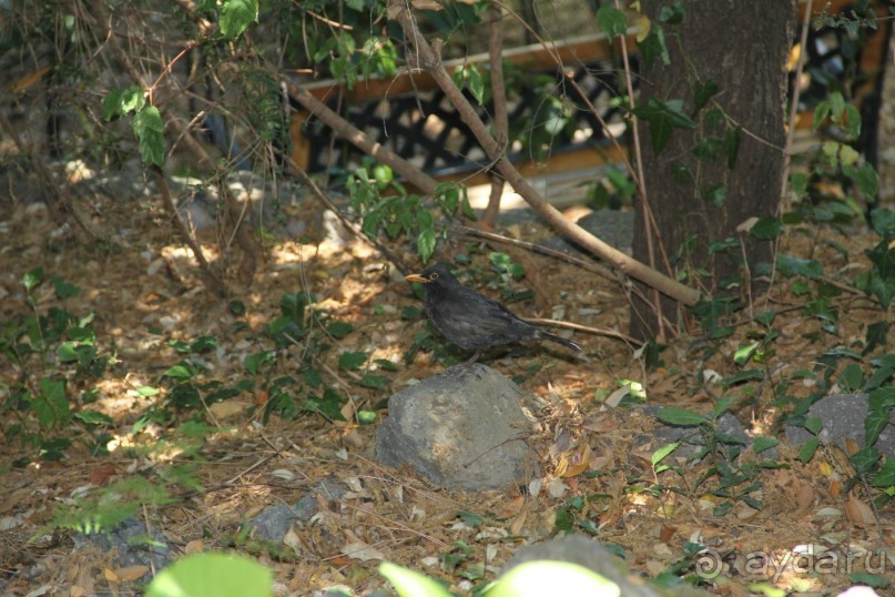 Отзыв номер 2 с фотографиями (Читайте про Искью в моих Путешествиях)